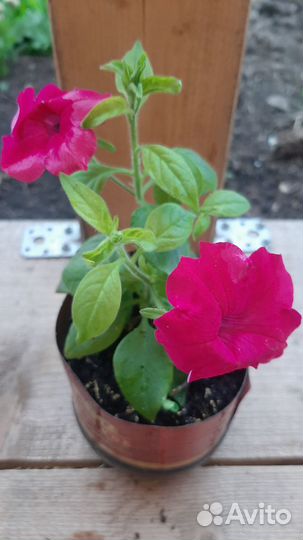 Петуния вегетативная