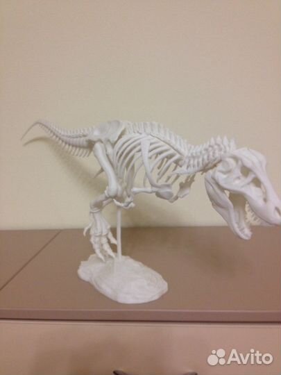 Динозавр - скелет (тиранозавр)