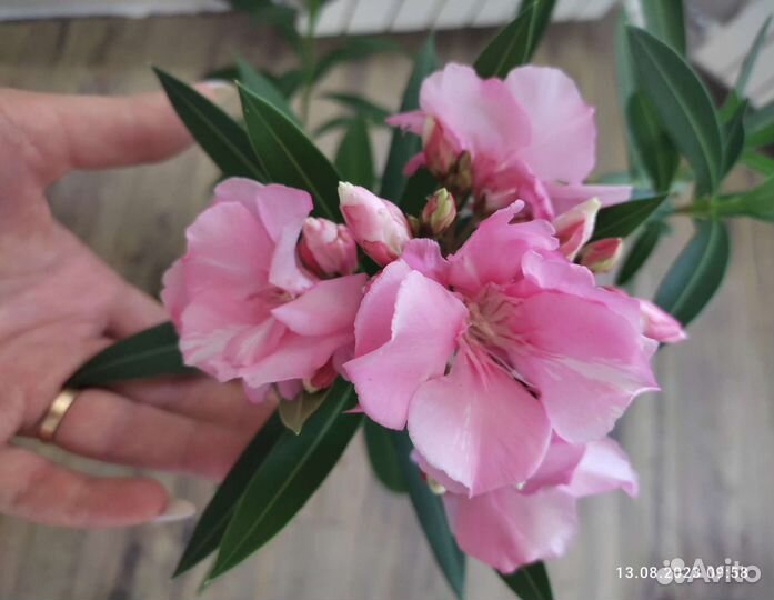 Олеандр Розовый