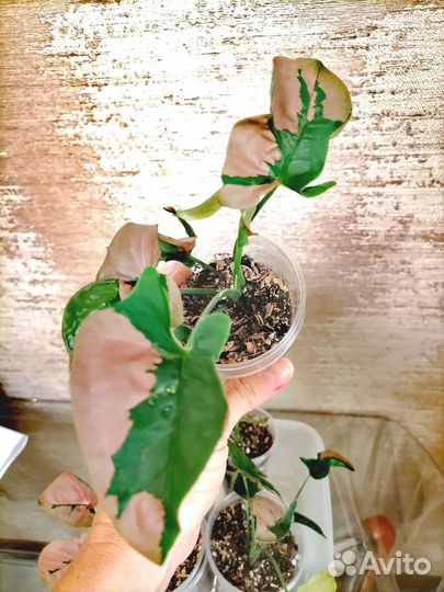 Сингониум Пинк Бьюти Лава