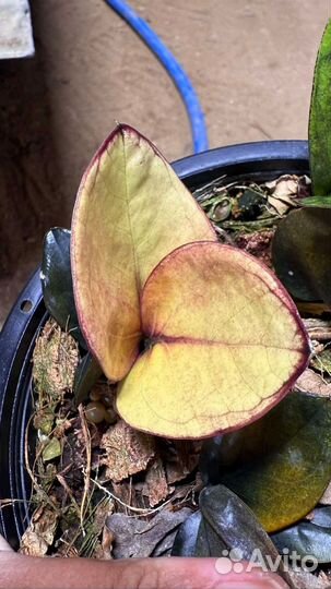 Замиокулькас Блэк пинк Акебоно