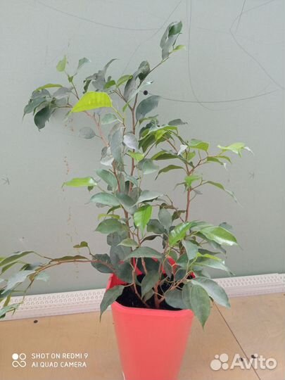 Бенджамина