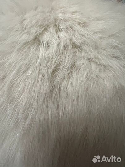 Шкура песца дл 60 см,хвост 5 см