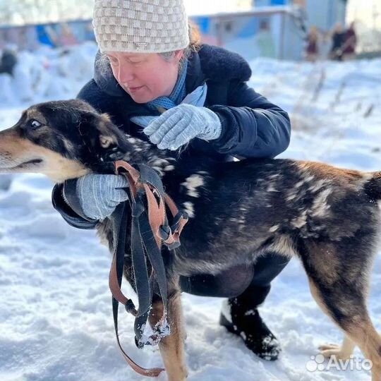 Собака Луна