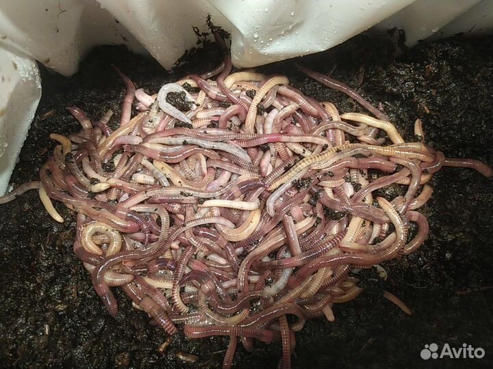 Червь для рыбалки Дендробена Венета