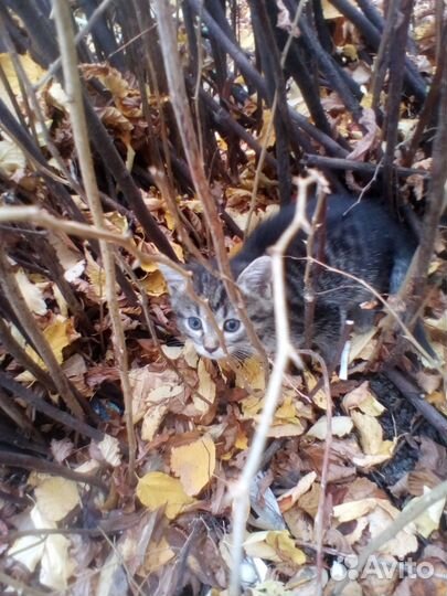 Котята отдам даром