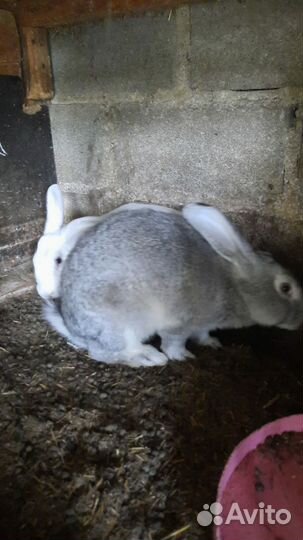 Кролики мясных пород