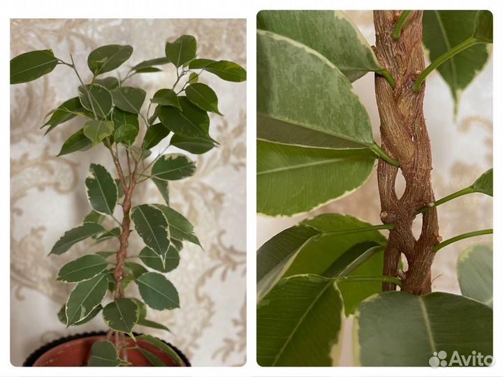 Фикусы Бенджамина (эксклюзив)