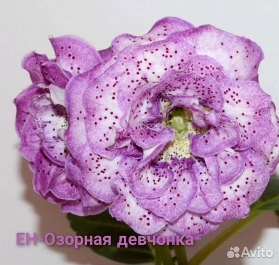 Глоксинии сортовые махровые-ен