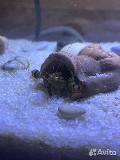 Мраморные аквариумные Раки