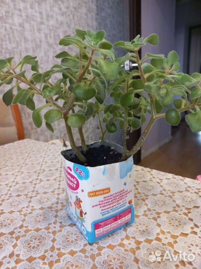 Комнатные растения