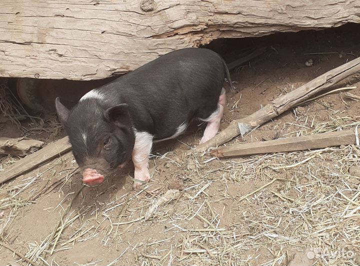 Вьетнамский вислобрюхий хряк