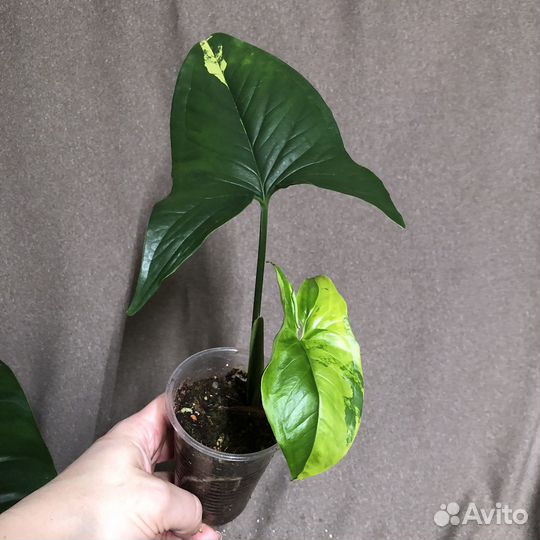 Сингониум яичница, дабл вар, мозаик, и др