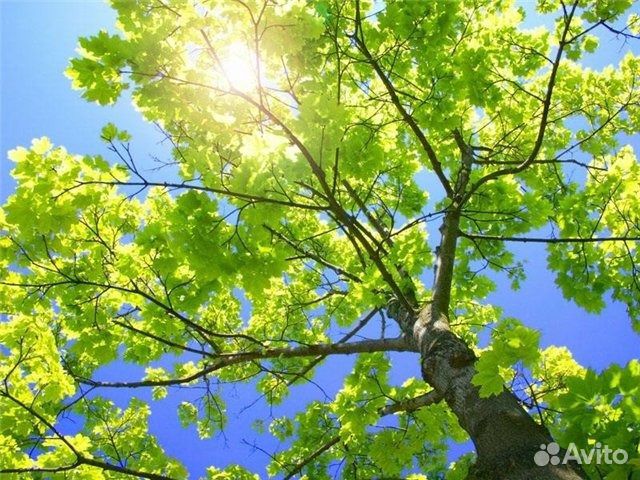 Саженцы клён остролистный