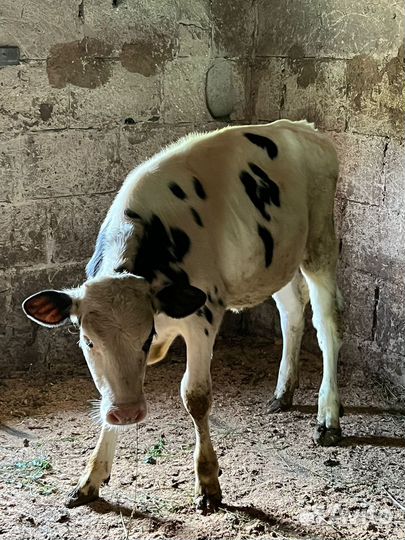 Домашние животные