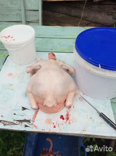 Продажа домашнего мяса бройлера. Д