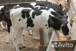 Телята бычки