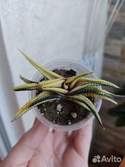 Хавортия лимифолия вариегатная