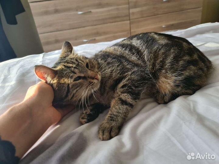 Кастрированный кот Шелест. Слабовидящий. Доставка