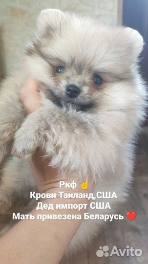 Щенки шпица мелкие пушистые с документами