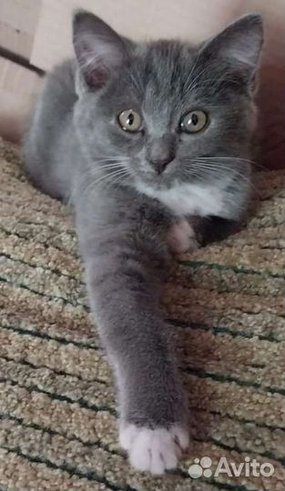 Девочка чистокровная шотландка