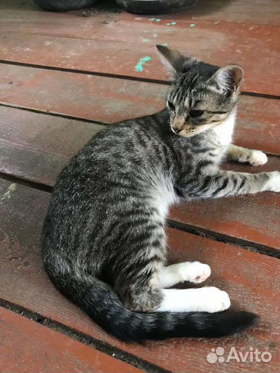 Кошечка в добрые руки, приучена к лотку