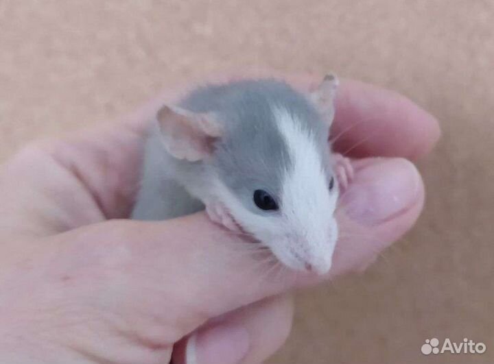 Крыса дамбо голубая норка