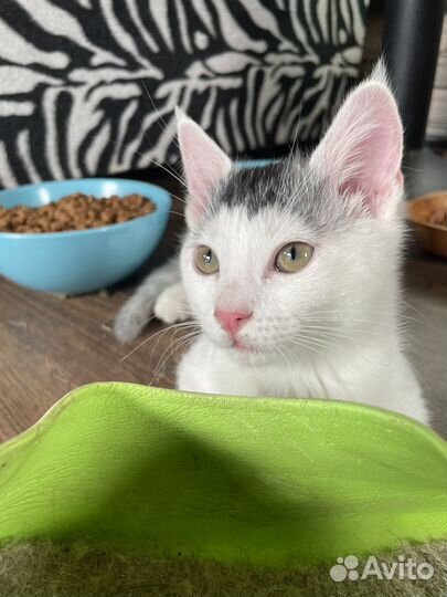 Котенок в добрые руки