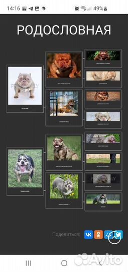 Булли. Вязка