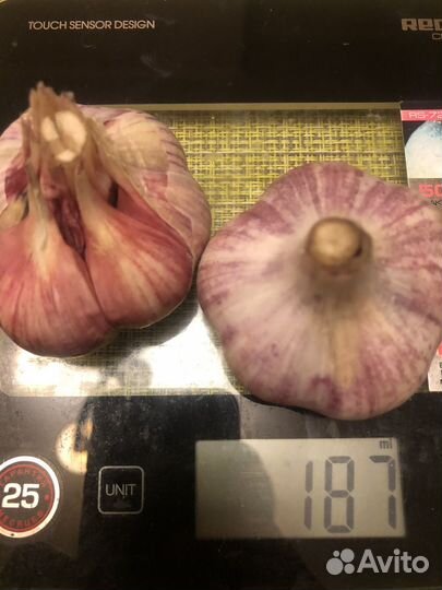 Чеснок крупный