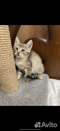 Котенок в добрые руки