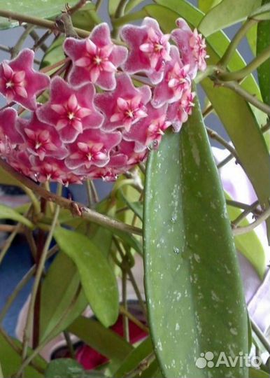 Комнатные цветы