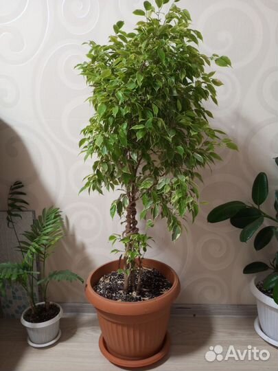 Фикус бенджамина кинки