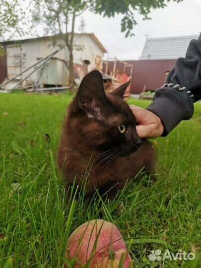 Котенок ищет дом девочка