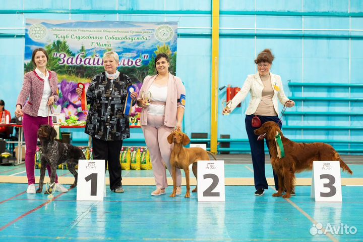 Немецкий дратхаар вязка