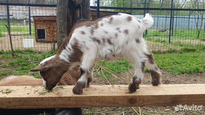 Карликовые козы и козочки молочного направления