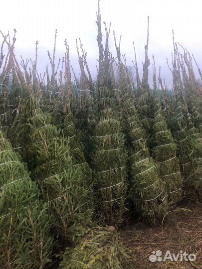 Ель,Сосна новогодняя