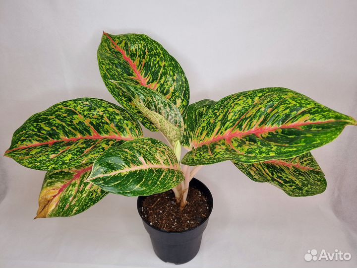 Аглаонема спринг ред