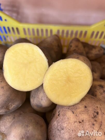 Продам картофель