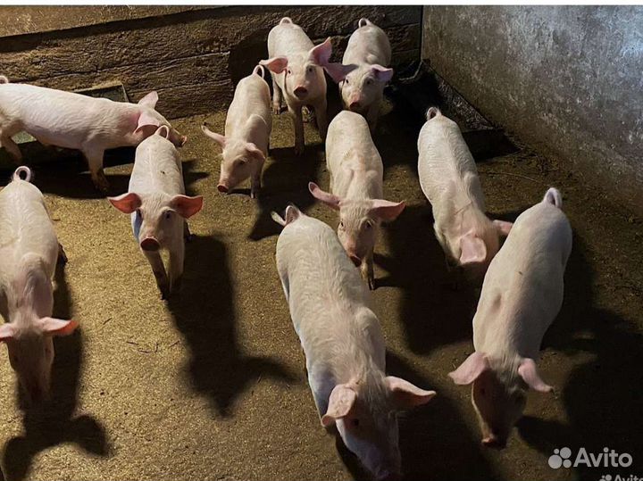 Поросята