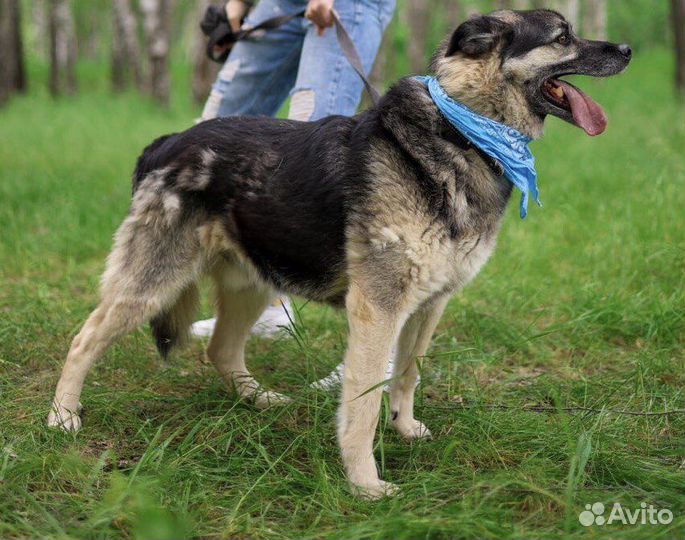 Восточноевропейская овчарка в добрые руки