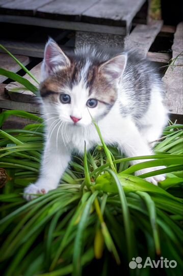 Здоровый котёнок