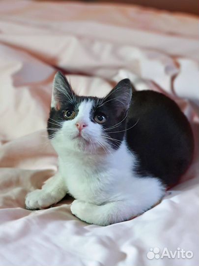 Очень ласковый котенок ищет дом в дар бесплатно