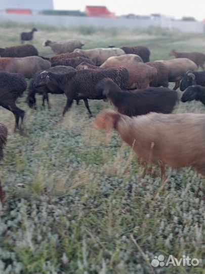 Овцы бараны