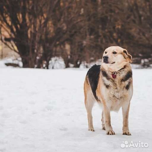 Собака в добрые руки отдам бесплатно