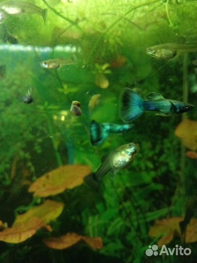 Аквариумные рыбки гуппи чистая линия