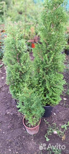 Туя Холмструп