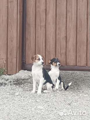 Щенки в дар