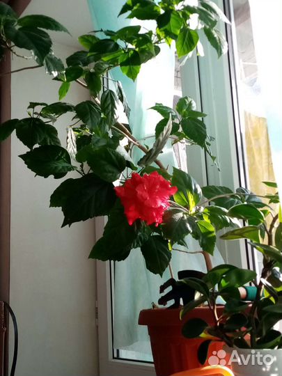 Продам цветы комнатные