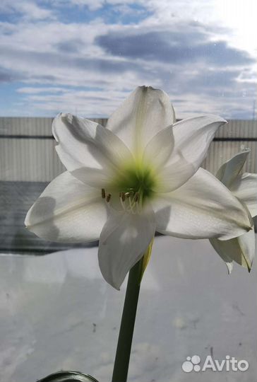 Гиппиаструм